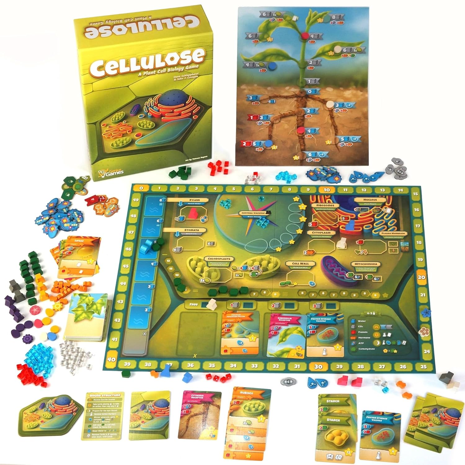 Cellulose : A Plant Cell Biology Game